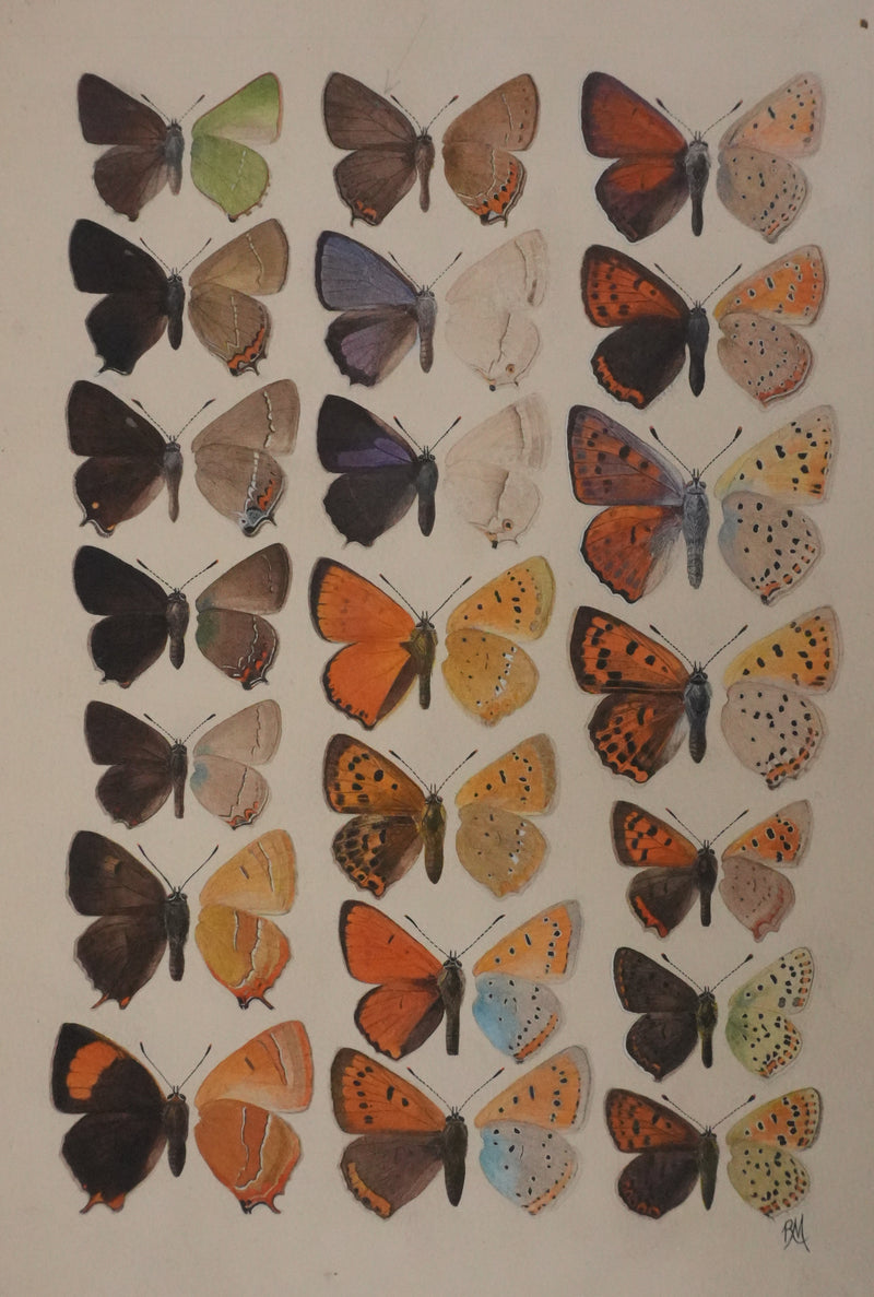 Roger METAYE : Petits papillons colorés, Aquarelle originale signée