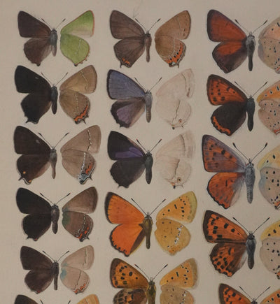 Roger METAYE : Petits papillons colorés, Aquarelle originale signée