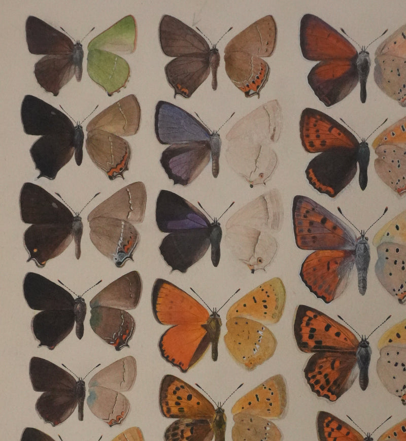 Roger METAYE : Petits papillons colorés, Aquarelle originale signée