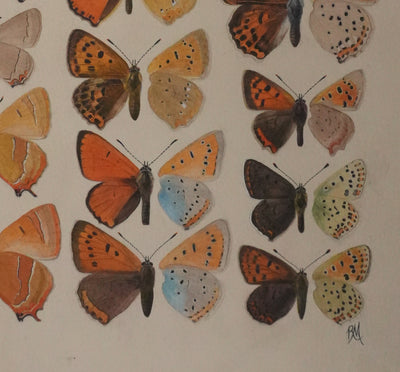 Roger METAYE : Petits papillons colorés, Aquarelle originale signée