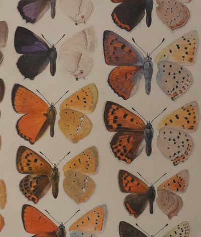 Roger METAYE : Petits papillons colorés, Aquarelle originale signée