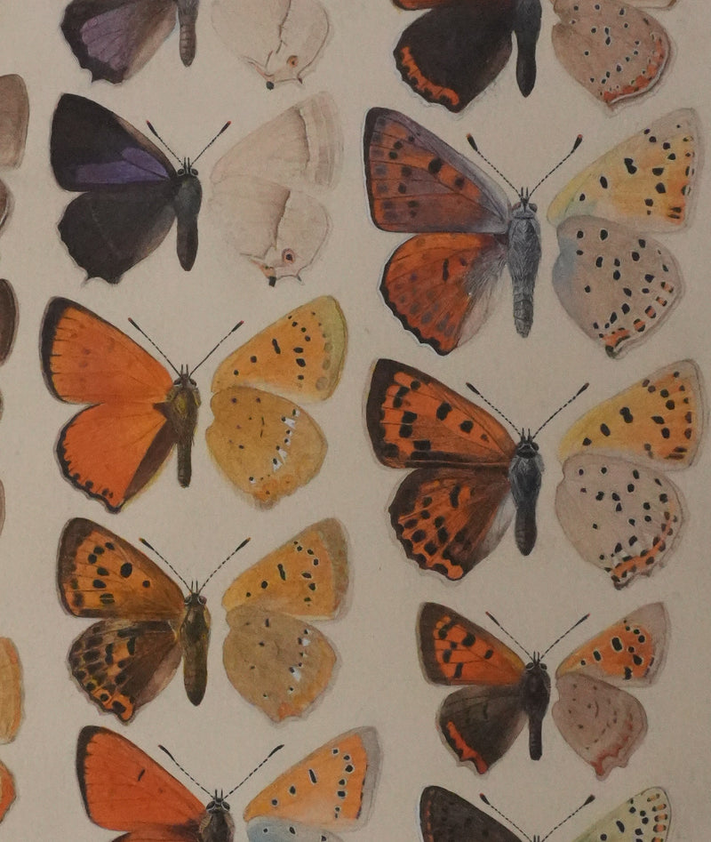 Roger METAYE : Petits papillons colorés, Aquarelle originale signée