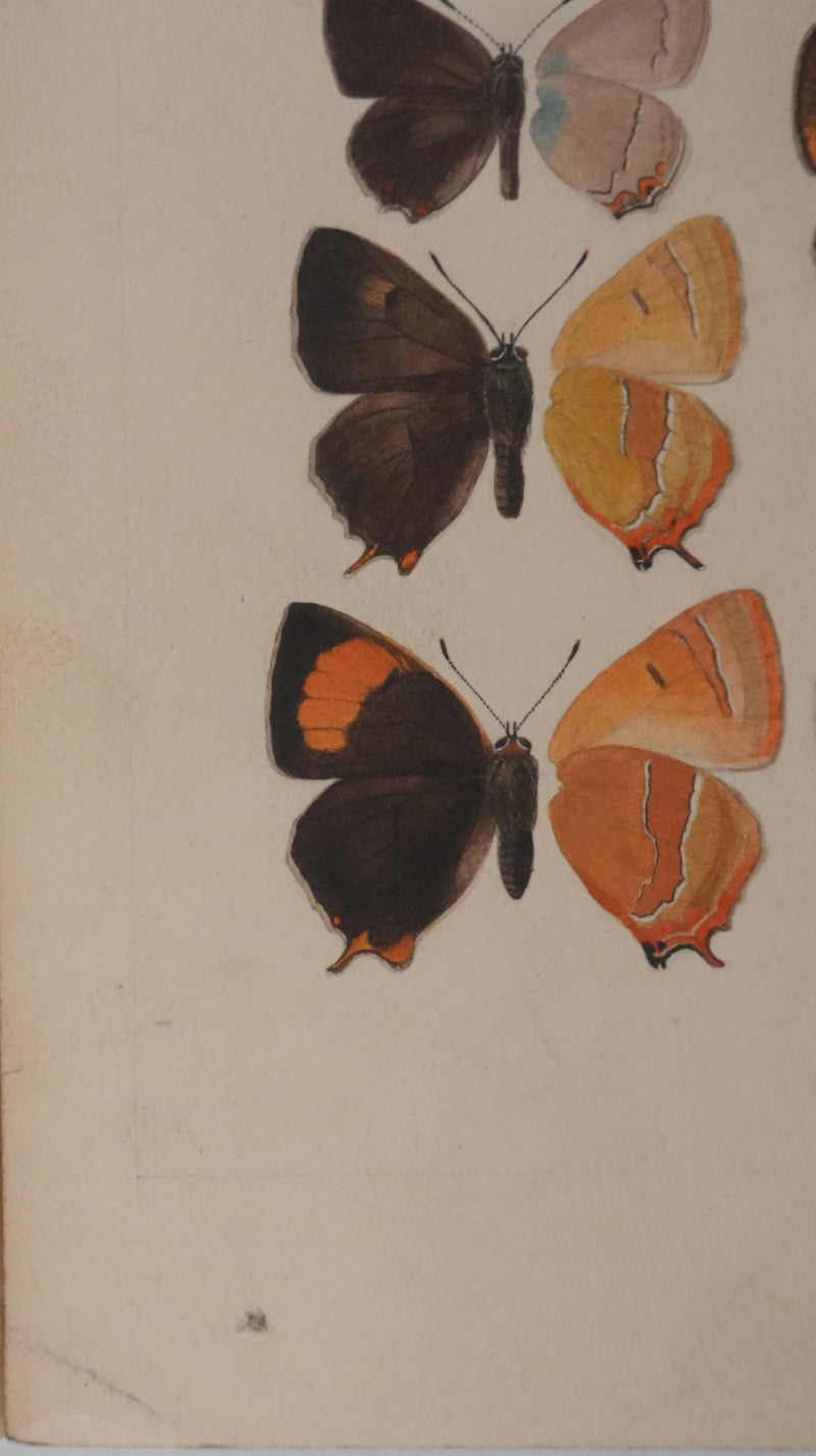 Roger METAYE : Petits papillons colorés, Aquarelle originale signée