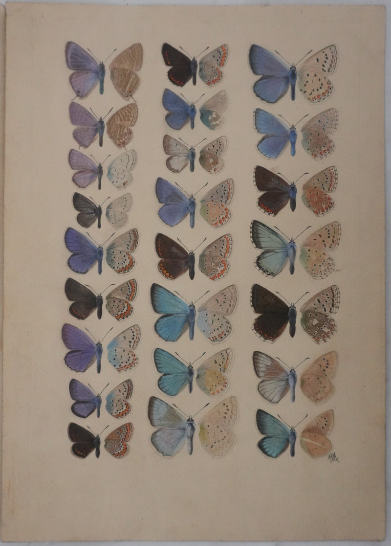 Roger METAYE : Argus bleu, Doublure jaune et Azuré, Aquarelle originale signée