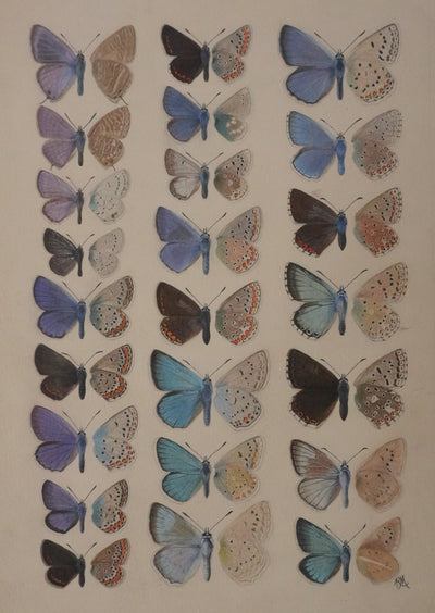 Roger METAYE : Argus bleu, Doublure jaune et Azuré, Aquarelle originale signée