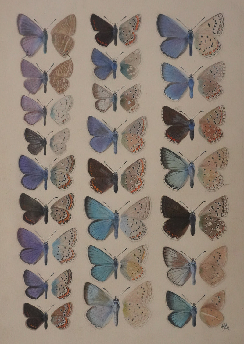 Roger METAYE : Argus bleu, Doublure jaune et Azuré, Aquarelle originale signée