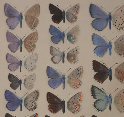 Roger METAYE : Argus bleu, Doublure jaune et Azuré, Aquarelle originale signée