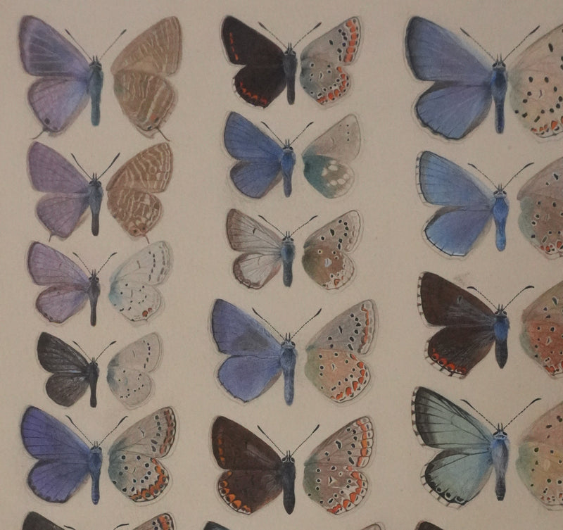 Roger METAYE : Argus bleu, Doublure jaune et Azuré, Aquarelle originale signée