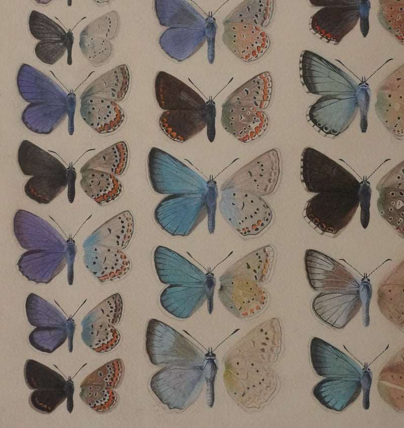 Roger METAYE : Argus bleu, Doublure jaune et Azuré, Aquarelle originale signée