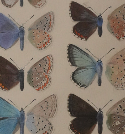 Roger METAYE : Argus bleu, Doublure jaune et Azuré, Aquarelle originale signée