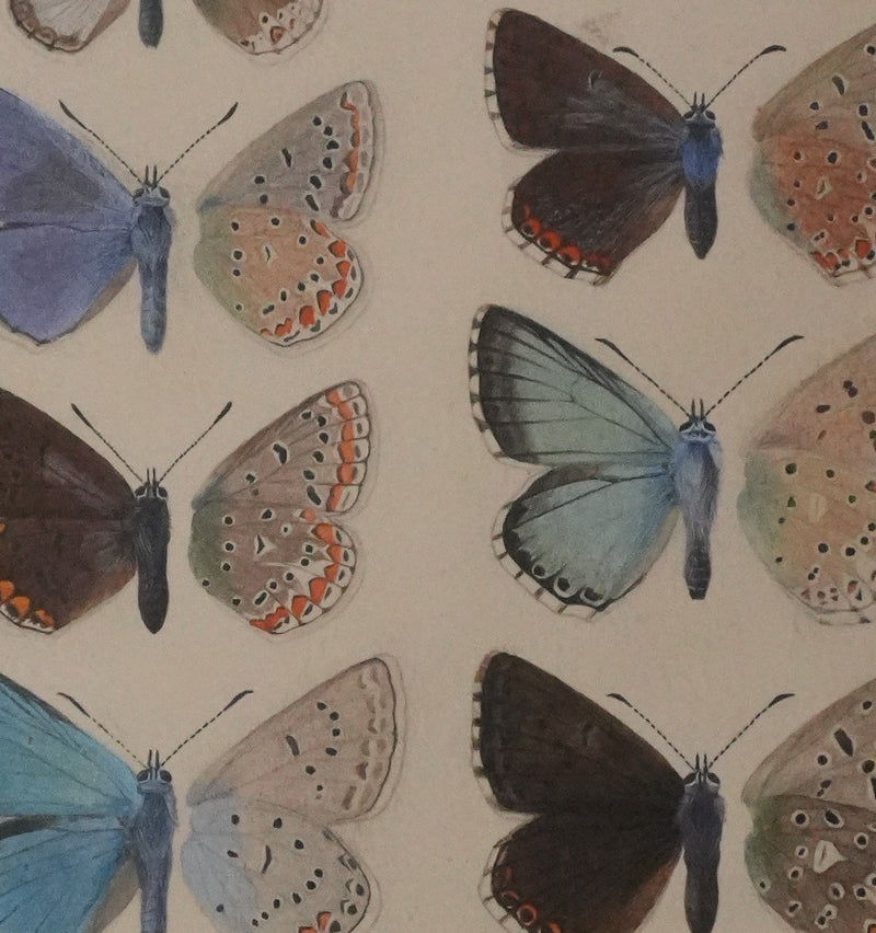 Roger METAYE : Argus bleu, Doublure jaune et Azuré, Aquarelle originale signée