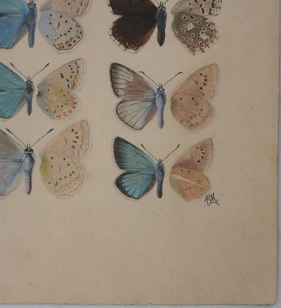 Roger METAYE : Argus bleu, Doublure jaune et Azuré, Aquarelle originale signée