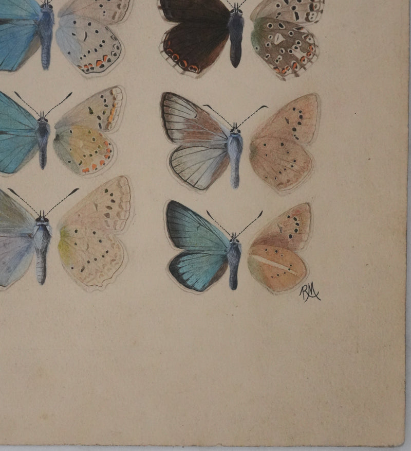 Roger METAYE : Argus bleu, Doublure jaune et Azuré, Aquarelle originale signée