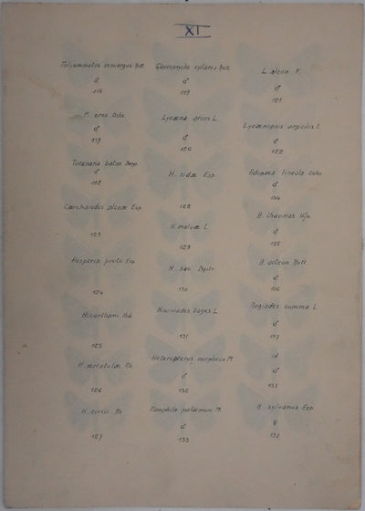 Roger METAYE : Azuré, Miroir et Virgule, Aquarelle originale signée