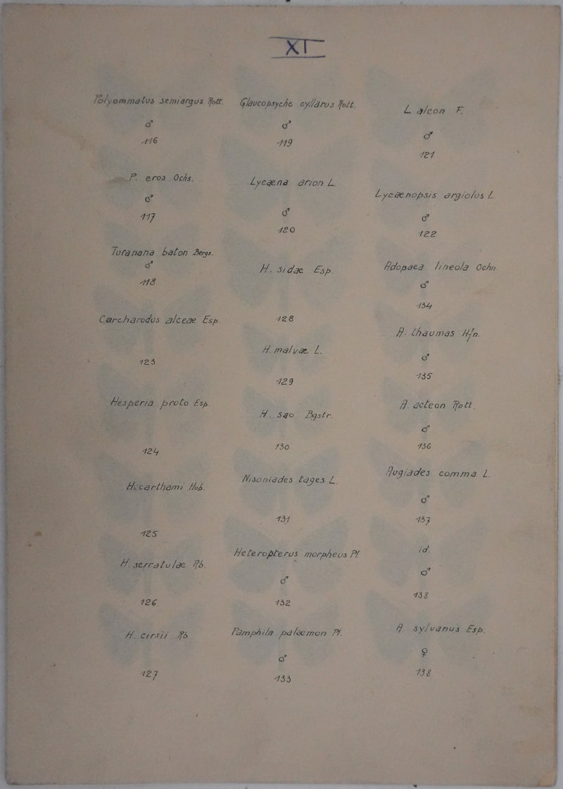 Roger METAYE : Azuré, Miroir et Virgule, Aquarelle originale signée
