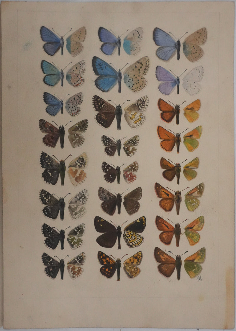 Roger METAYE : Azuré, Miroir et Virgule, Aquarelle originale signée