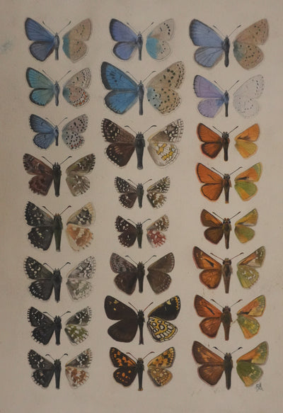 Roger METAYE : Azuré, Miroir et Virgule, Aquarelle originale signée