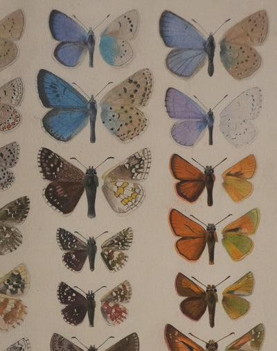 Roger METAYE : Azuré, Miroir et Virgule, Aquarelle originale signée