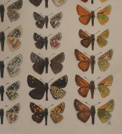 Roger METAYE : Azuré, Miroir et Virgule, Aquarelle originale signée