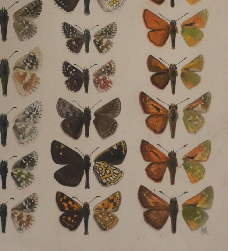 Roger METAYE : Azuré, Miroir et Virgule, Aquarelle originale signée