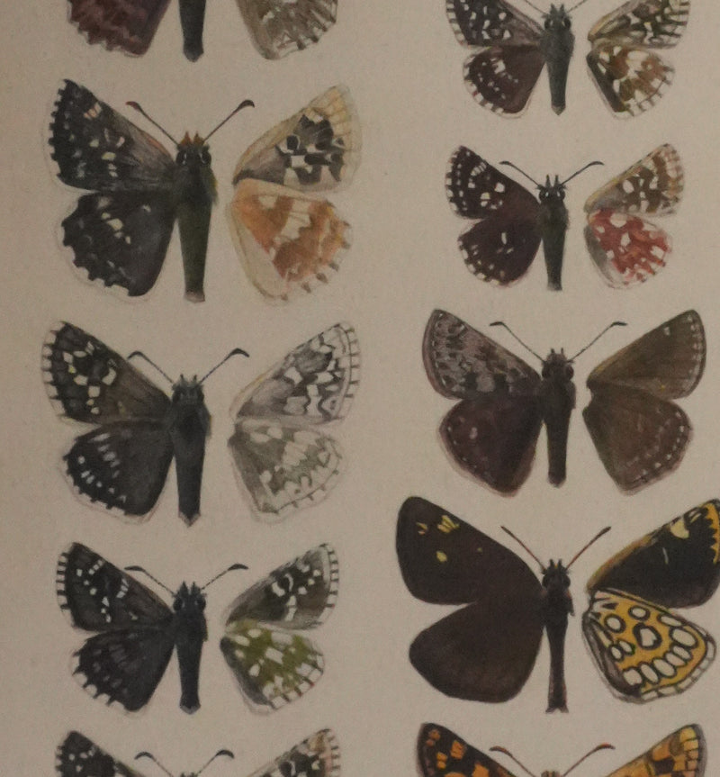 Roger METAYE : Azuré, Miroir et Virgule, Aquarelle originale signée