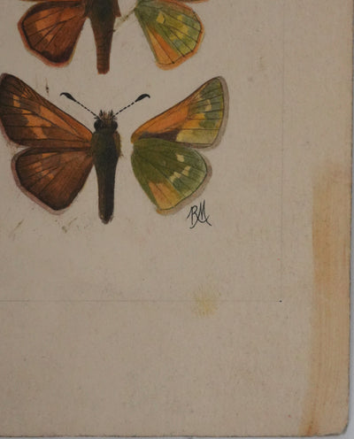 Roger METAYE : Azuré, Miroir et Virgule, Aquarelle originale signée