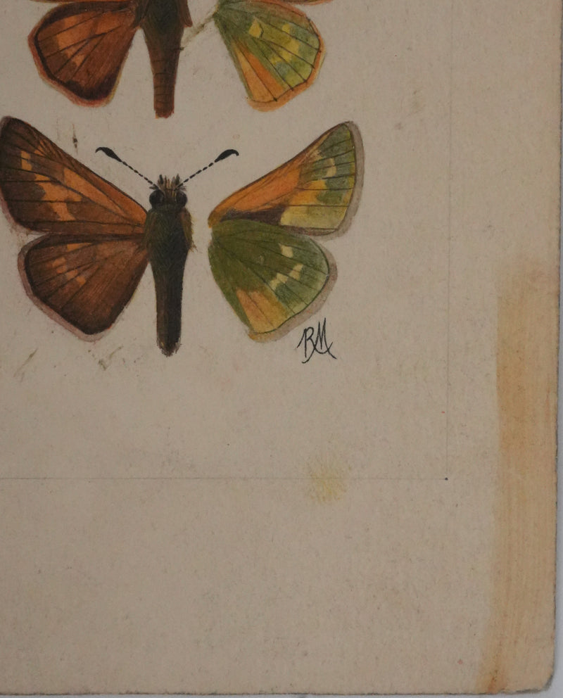 Roger METAYE : Azuré, Miroir et Virgule, Aquarelle originale signée