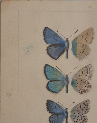 Roger METAYE : Azuré, Miroir et Virgule, Aquarelle originale signée