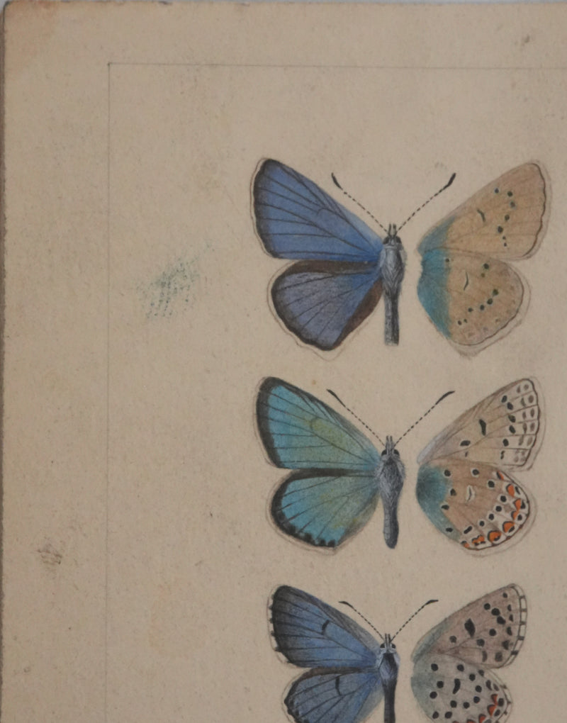 Roger METAYE : Azuré, Miroir et Virgule, Aquarelle originale signée