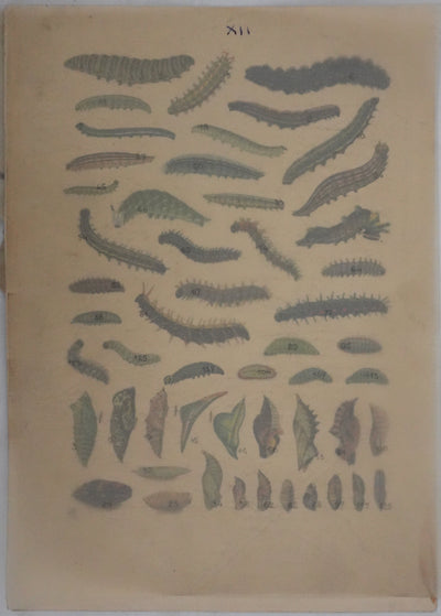 Roger METAYE : Chenilles de papillons, Aquarelle originale signée