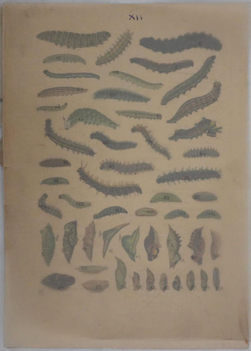 Roger METAYE : Chenilles de papillons, Aquarelle originale signée