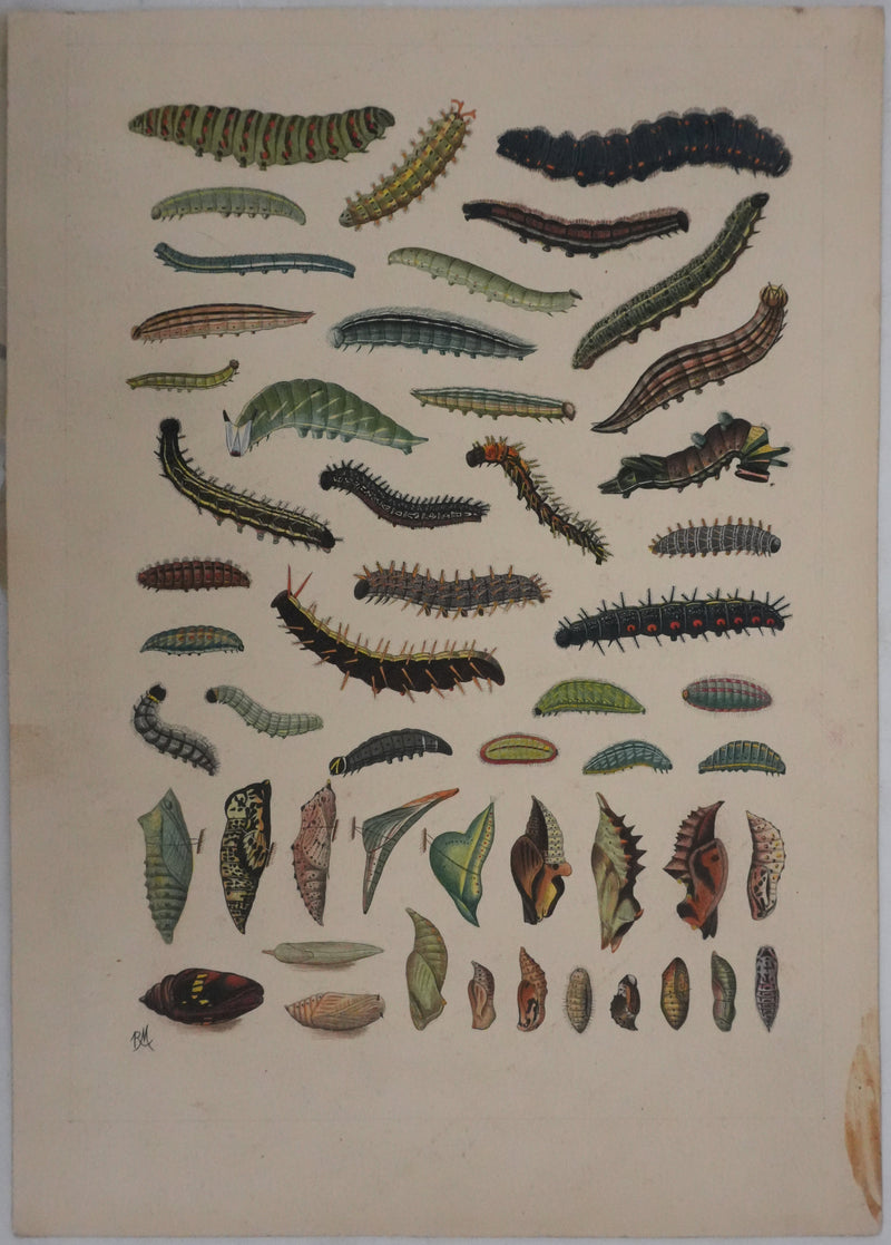 Roger METAYE : Chenilles de papillons, Aquarelle originale signée