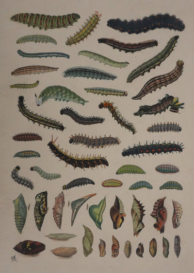 Roger METAYE : Chenilles de papillons, Aquarelle originale signée