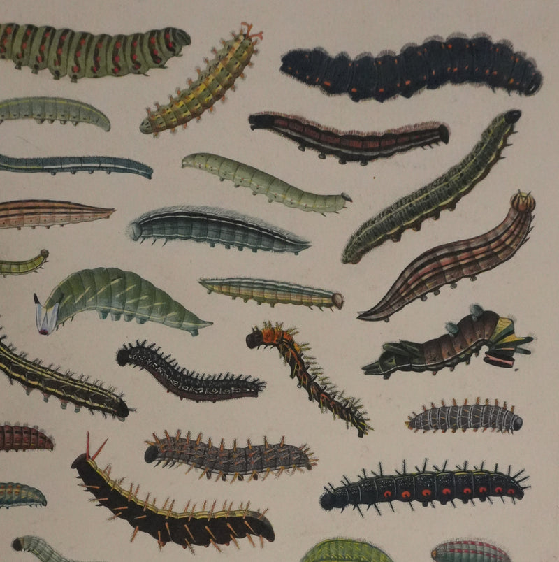 Roger METAYE : Chenilles de papillons, Aquarelle originale signée