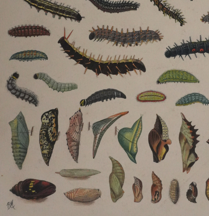 Roger METAYE : Chenilles de papillons, Aquarelle originale signée