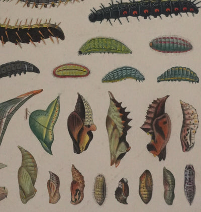 Roger METAYE : Chenilles de papillons, Aquarelle originale signée