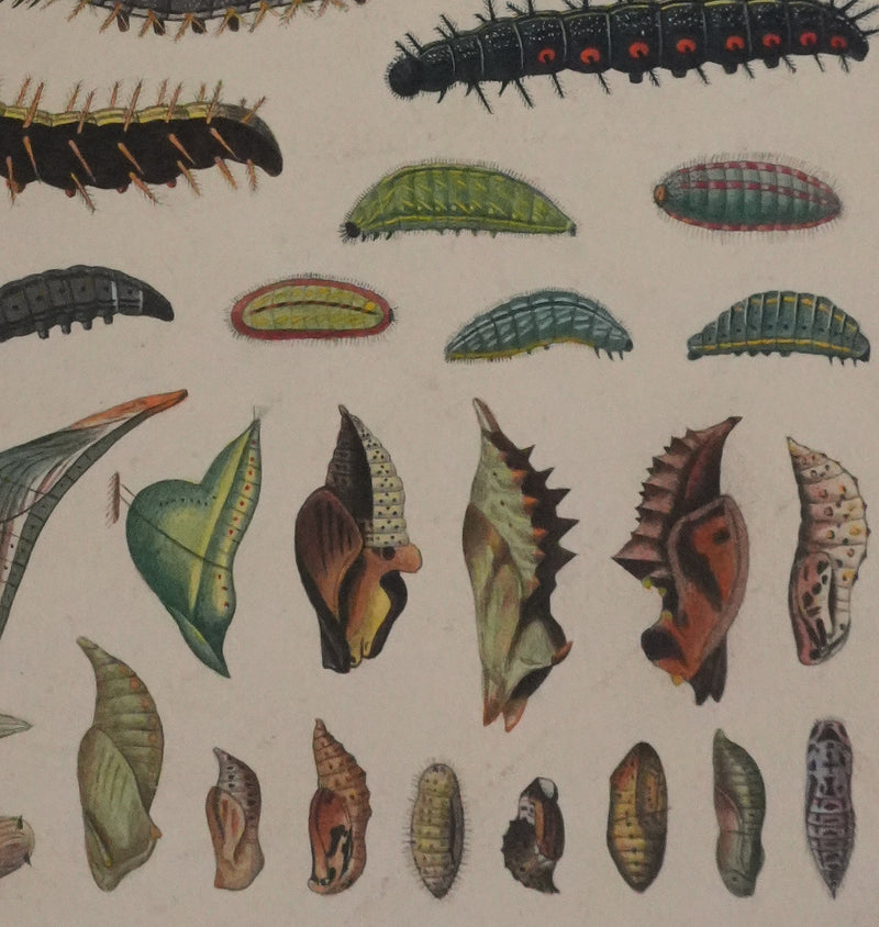 Roger METAYE : Chenilles de papillons, Aquarelle originale signée