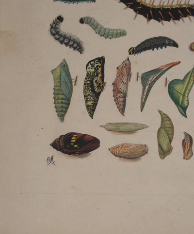 Roger METAYE : Chenilles de papillons, Aquarelle originale signée