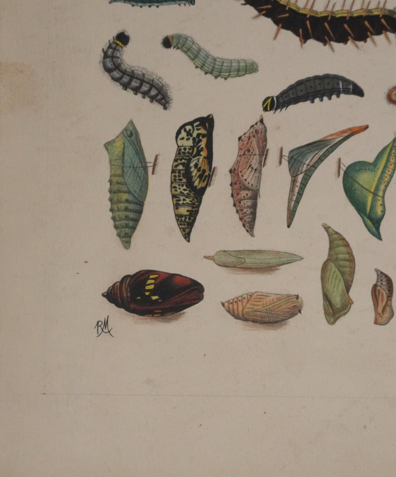 Roger METAYE : Chenilles de papillons, Aquarelle originale signée