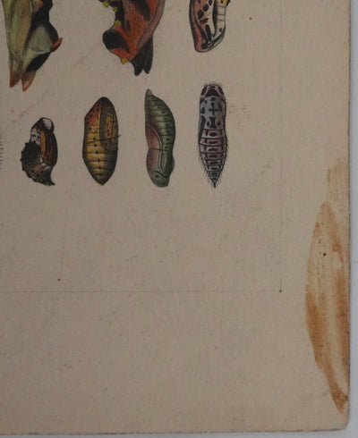 Roger METAYE : Chenilles de papillons, Aquarelle originale signée