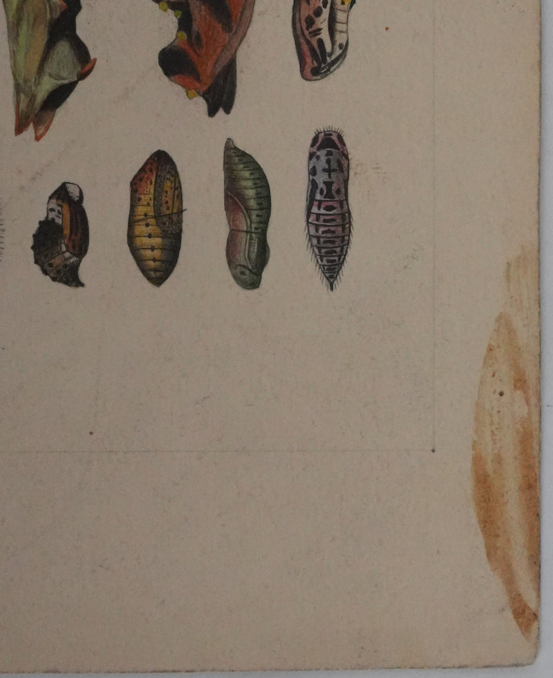 Roger METAYE : Chenilles de papillons, Aquarelle originale signée