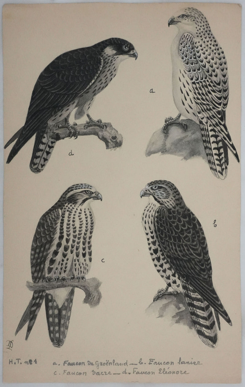 Louis DELAPCHIER : Faucons, Aquarelle originale signée