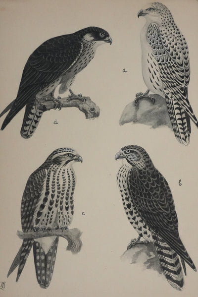 Louis DELAPCHIER : Faucons, Aquarelle originale signée