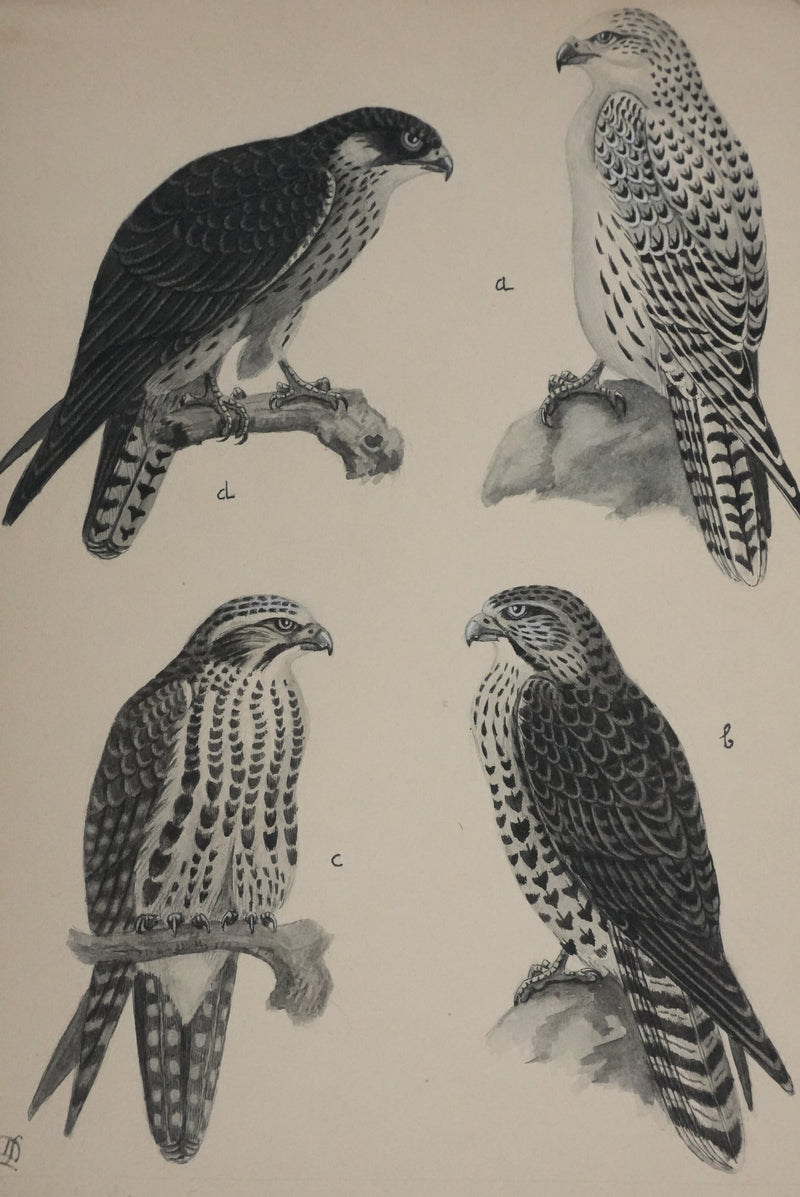 Louis DELAPCHIER : Faucons, Aquarelle originale signée