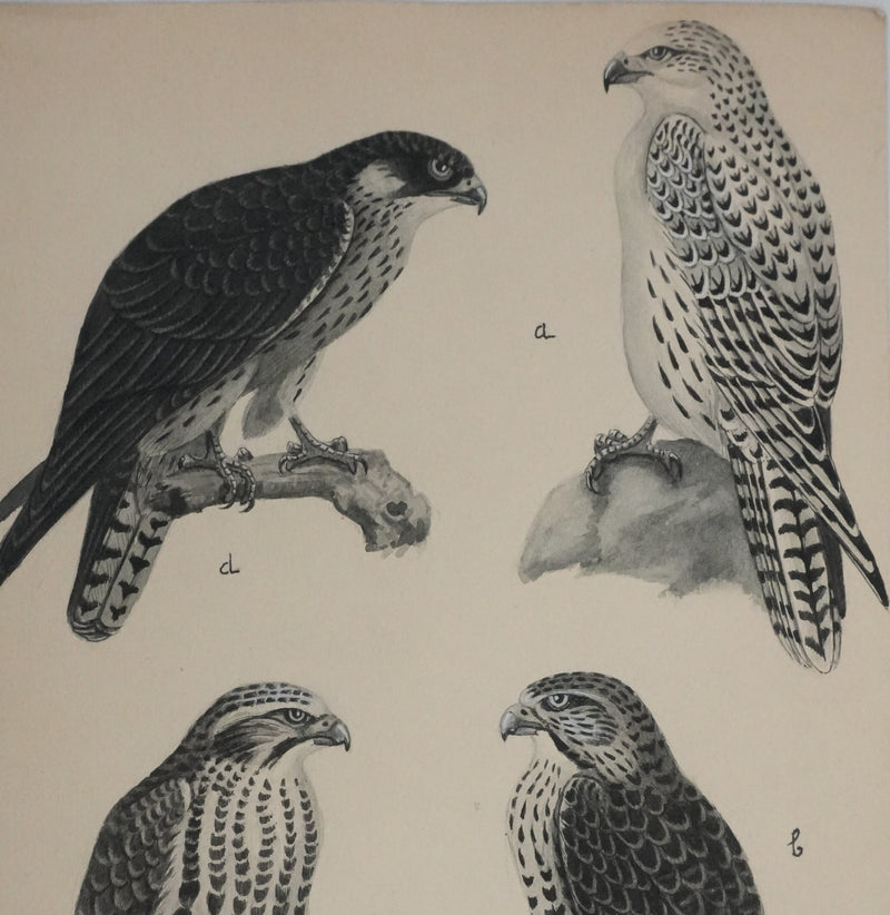 Louis DELAPCHIER : Faucons, Aquarelle originale signée