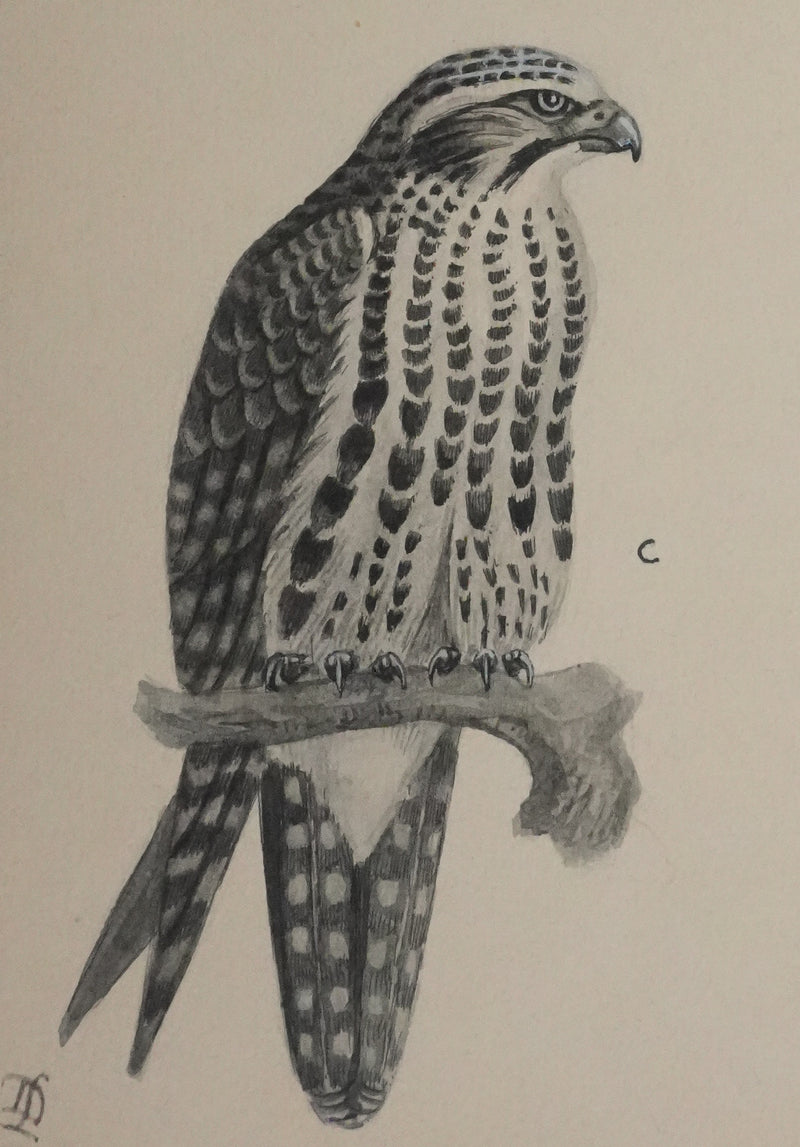 Louis DELAPCHIER : Faucons, Aquarelle originale signée