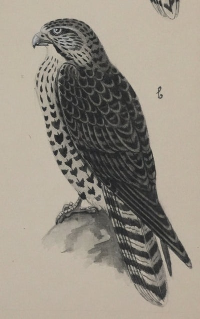 Louis DELAPCHIER : Faucons, Aquarelle originale signée