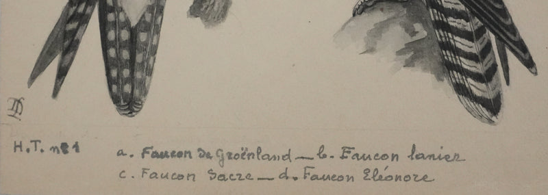 Louis DELAPCHIER : Faucons, Aquarelle originale signée