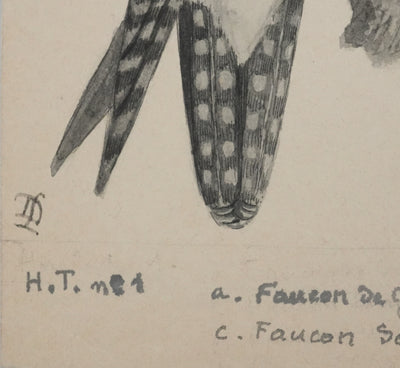 Louis DELAPCHIER : Faucons, Aquarelle originale signée