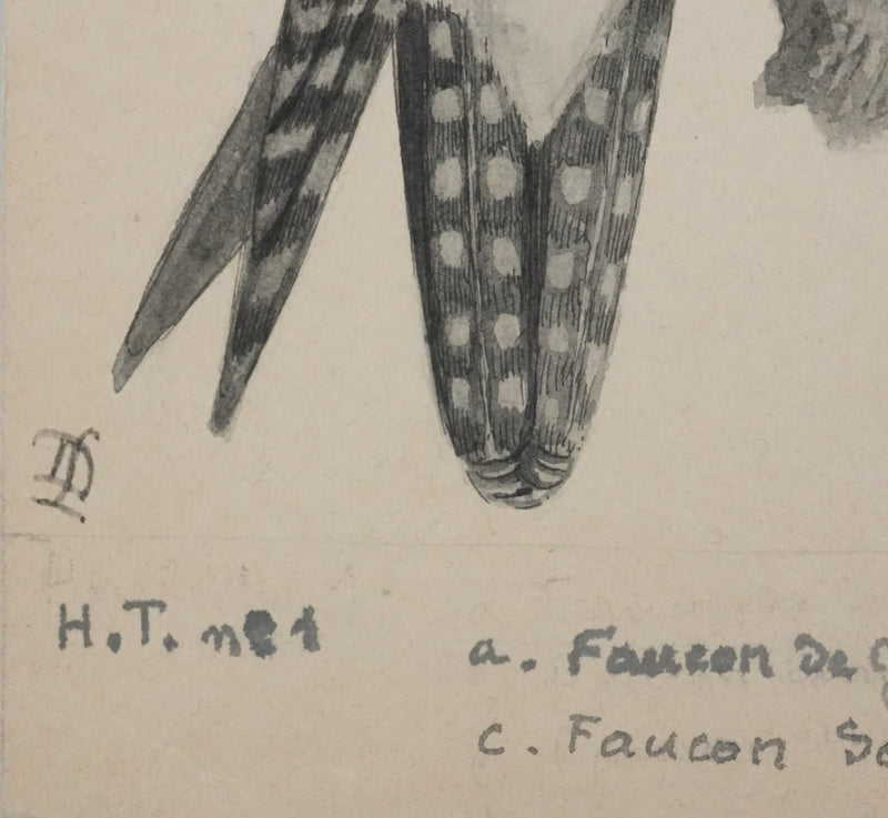Louis DELAPCHIER : Faucons, Aquarelle originale signée
